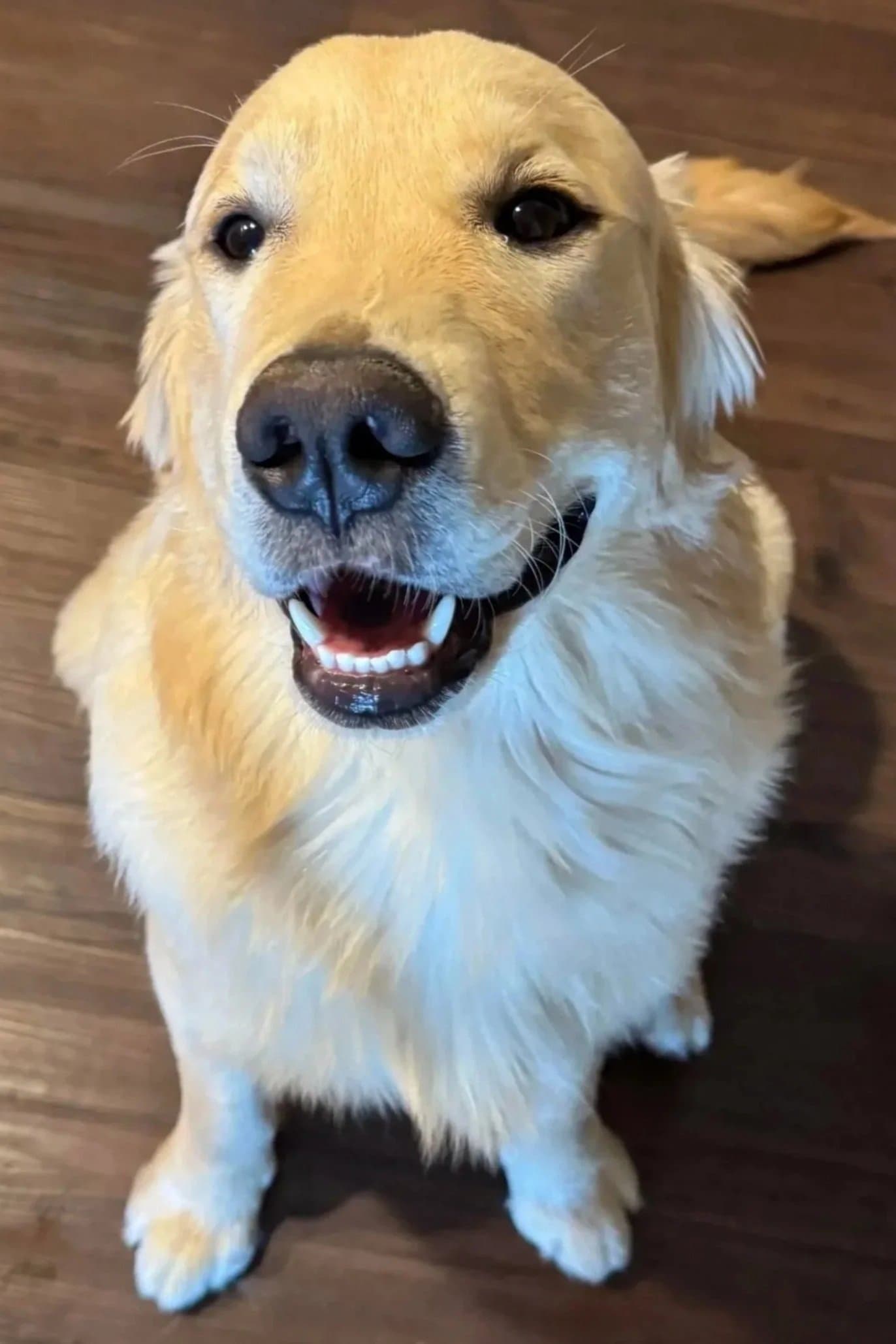 Hank